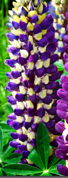lupinus tower grape - colorful perrenial for sunny place and sandy soil
